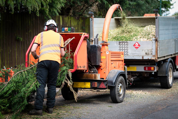 Best Utility Line Clearance  in Langhorne, PA