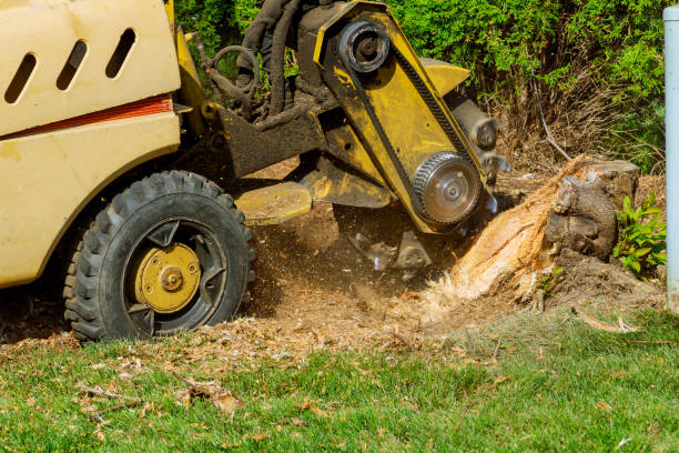 Best Tree and Shrub Care  in Langhorne, PA