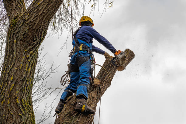 Best Tree Trimming and Pruning  in Langhorne, PA