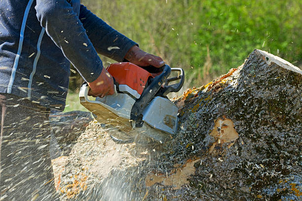 How Our Tree Care Process Works  in  Langhorne, PA